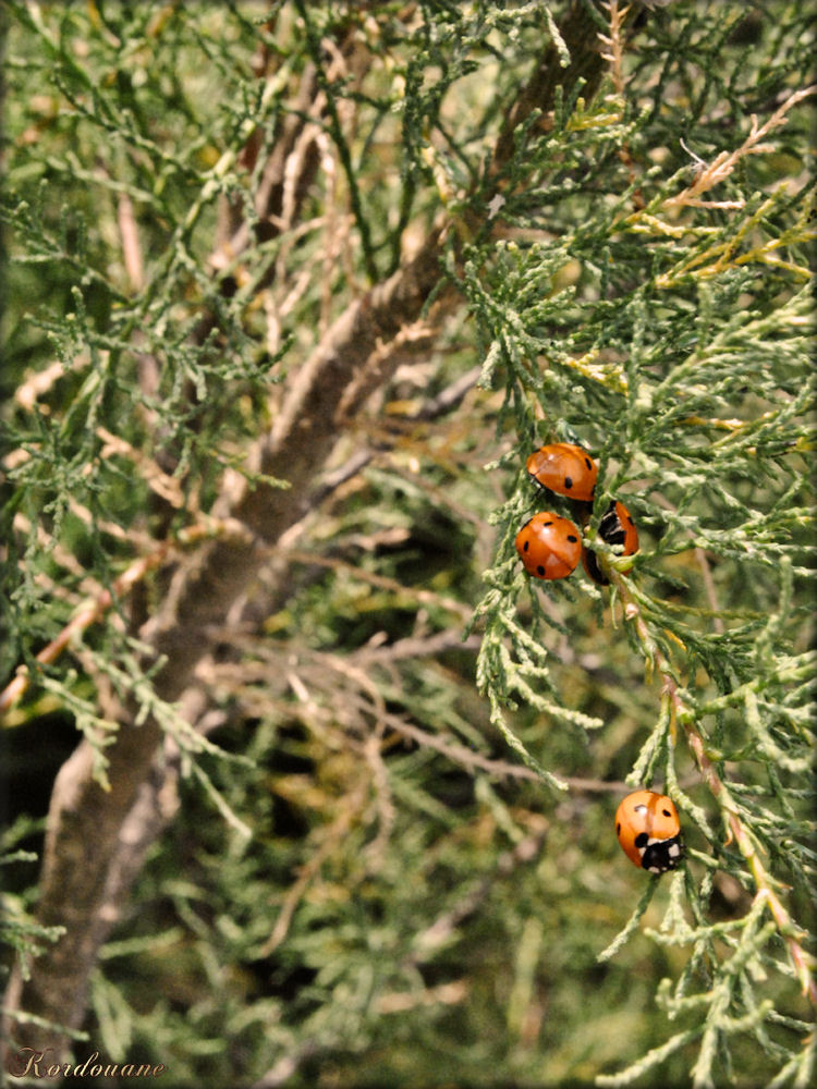 Photo de coccinelles de Talmont sur Gironde