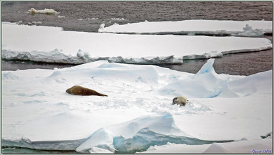 22/02/2022 : navigation dans la mer d'Amundsen : icebergs, orques, oiseaux, banquise, phoques ...