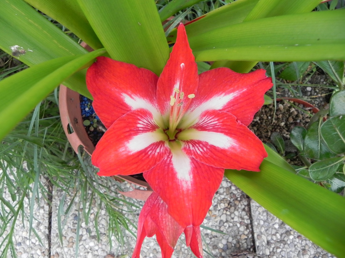 quelques fleurs du jardin !