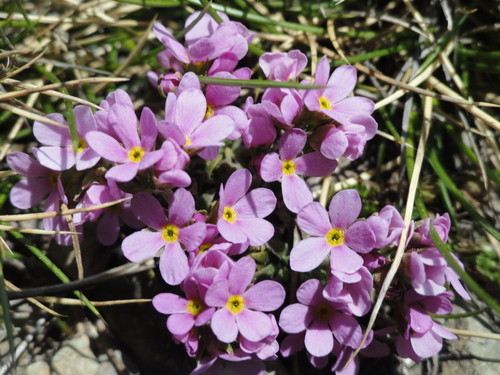 Fleurs roses