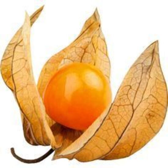 Le Physalis.