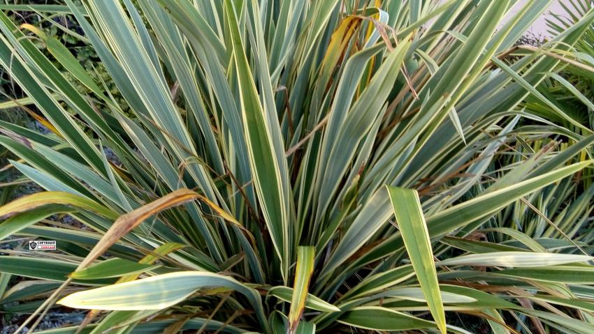 Palmier arbustif (Chamaerops humilis), le plus facile à cultiver