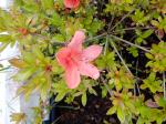 Identification par les fleurs !