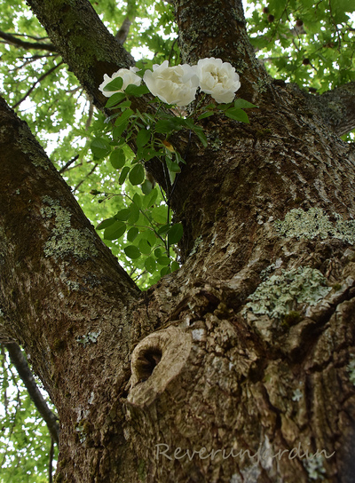 Tant qu'il y aura des roses...