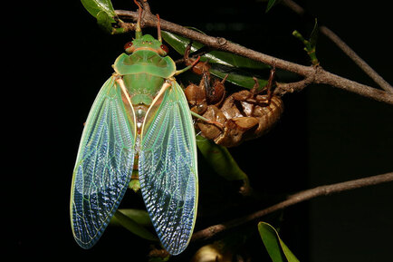 Cyclochila_australasiae_14