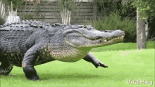 Crocodile GIFs | Tenor