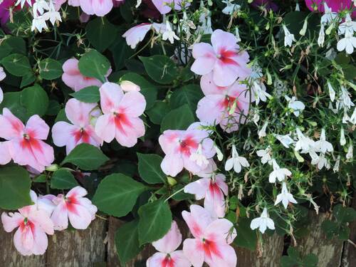 Impatiens