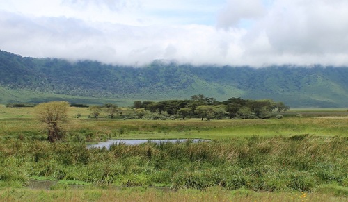 Patrimoine mondial de l'Unesco : La zone de conservation de Ngorongoro - Tanzanie -