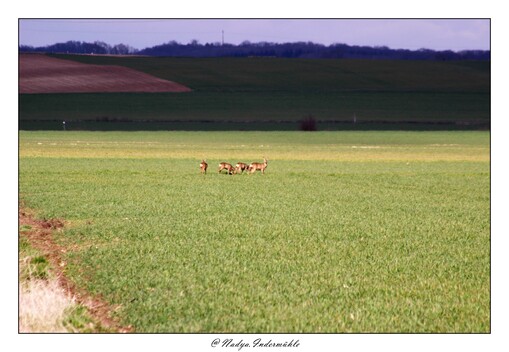 Le chevreuil