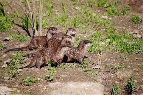 La loutre Asiatique.