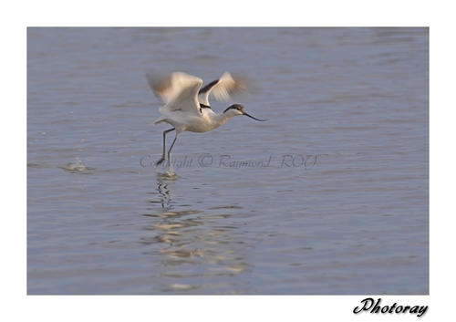 Avocette