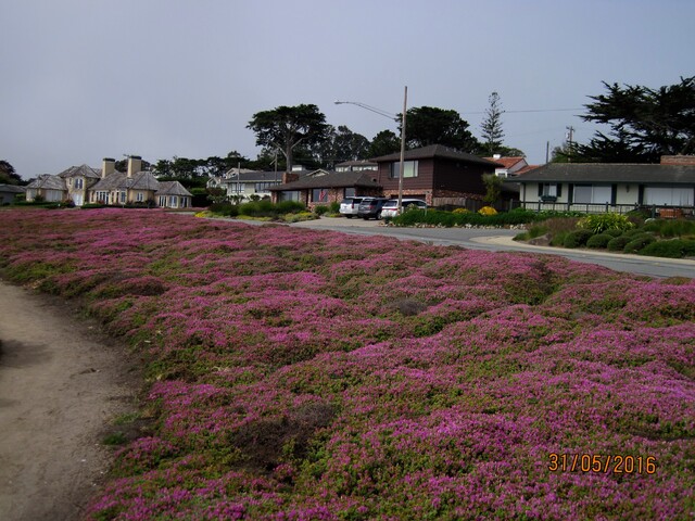 Monterey - tapis de mesembryanthemum flowers