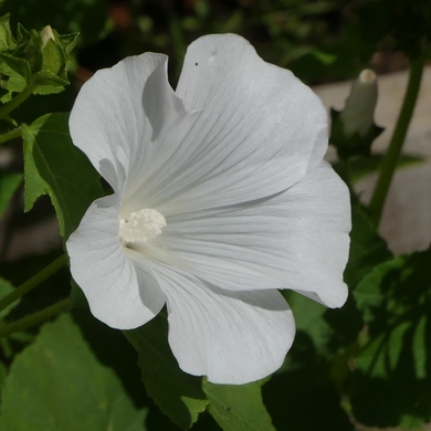 Un été en blanc...