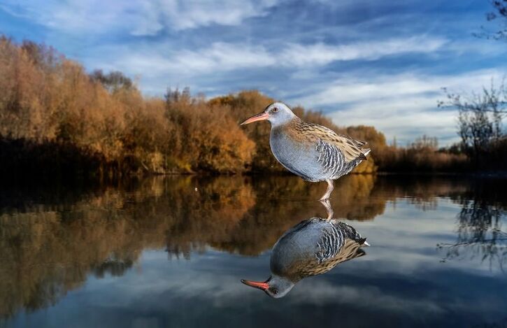 14 Images d'Oiseaux 2