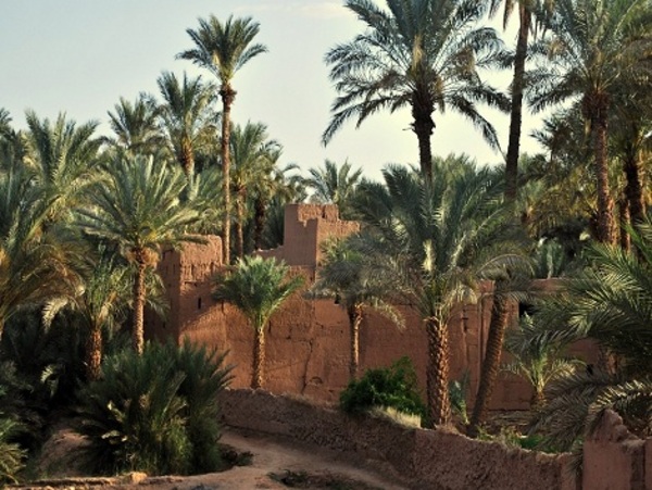 La palmeraie de Marrakech ....