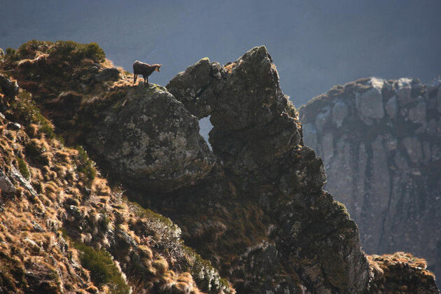 Le Chamois du Massif Central