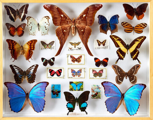 LEPIDOPTERES 4
