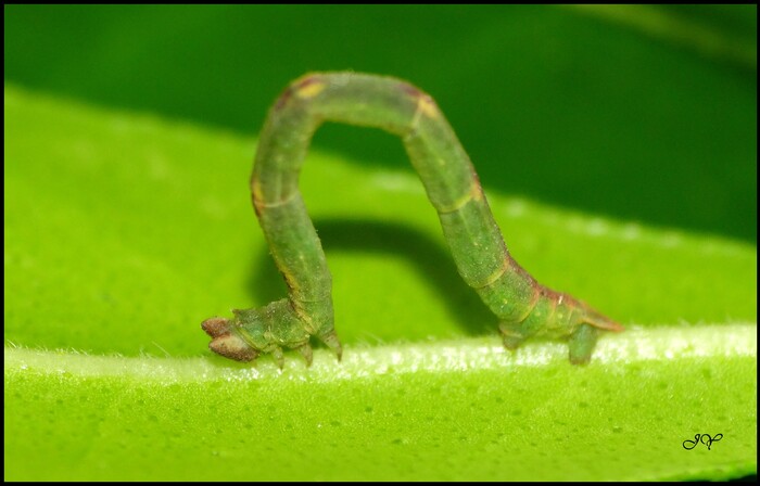 Cabera exanthemata.