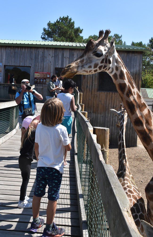 Les girafes du Zoo de La Teste - août 2024...