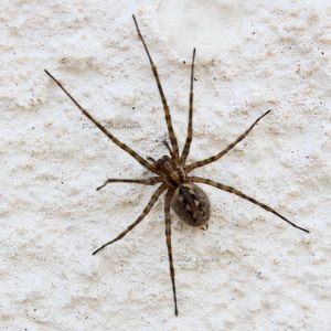 Araignée n°2 - Tegenaria Parietina ou Tégénaire des murs