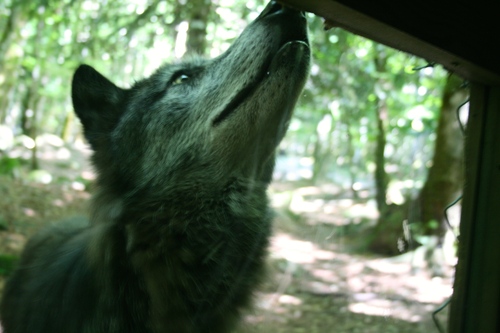 Nos vacances en Ariège : Acte 4 : La visite à Orlu à la chasse aux Loups !