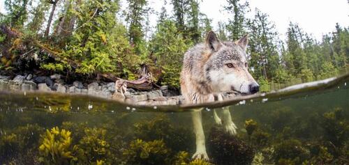 (-*♥*-) Ces incroyables loups de mer vivent de l’océan et peuvent nager sur des kilomètres.(-*♥*-)