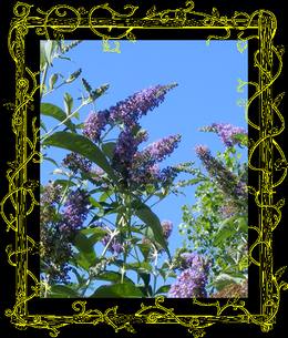 balade au jardin et Jardiner avec la lune du 16 au 31 juillet