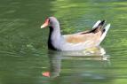 Gallinule Poule-d'eau (Common Moorhen)