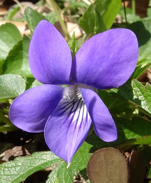 Fleurs cultivées ; Violette de Parme