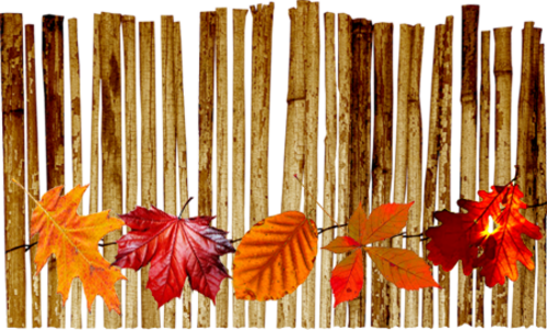 Eléments divers automne