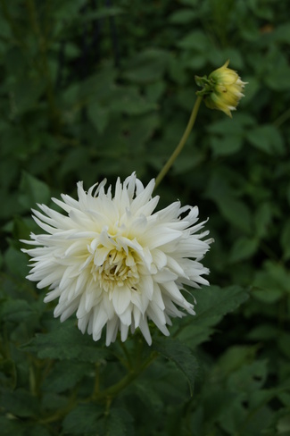 Des dahlias pour fleurir le jardin en fin d'été.