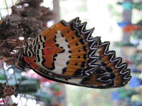 Papillons de Bali