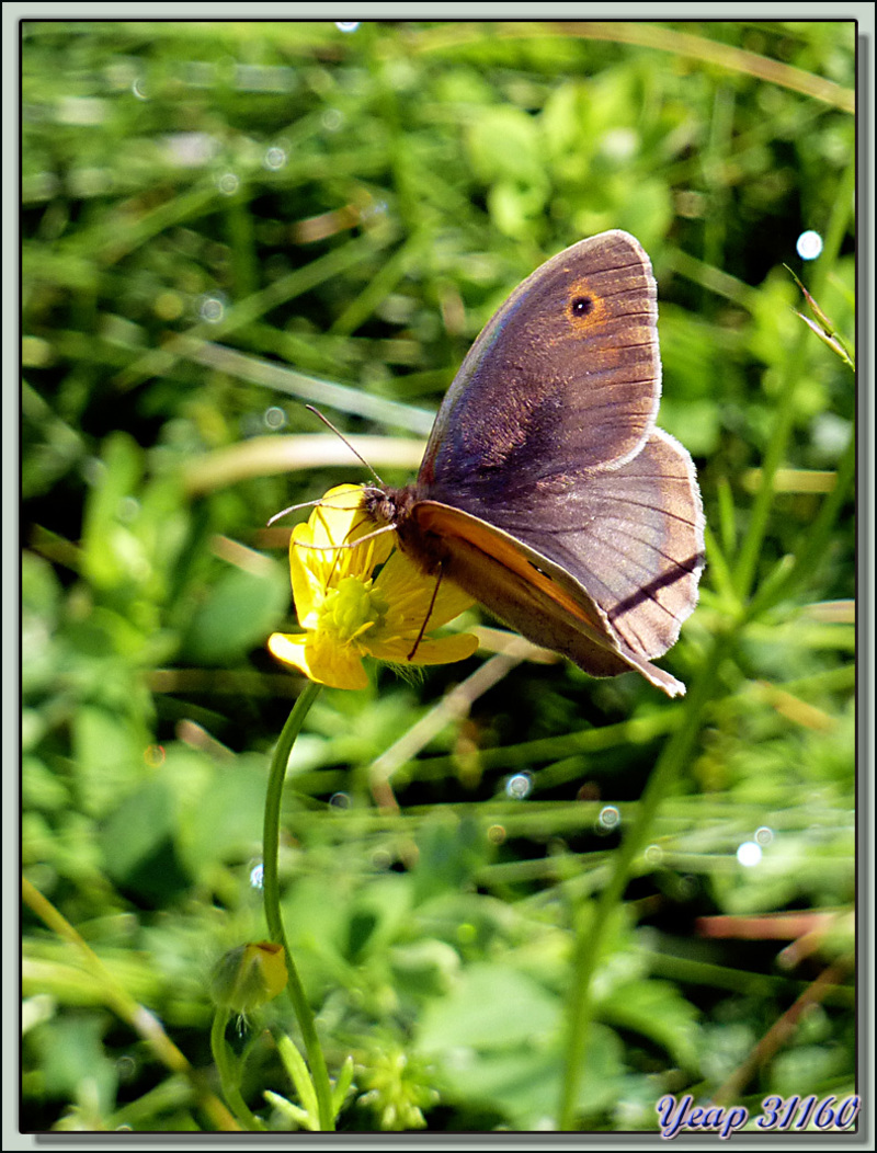 Papillon Myrtil (Maniola jurtina) - Lartigau - Milhas - 31  (Faune)