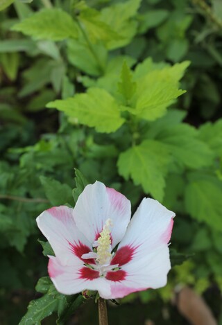 hibiscus syriacus Hamabo et le semis spontané vert doré