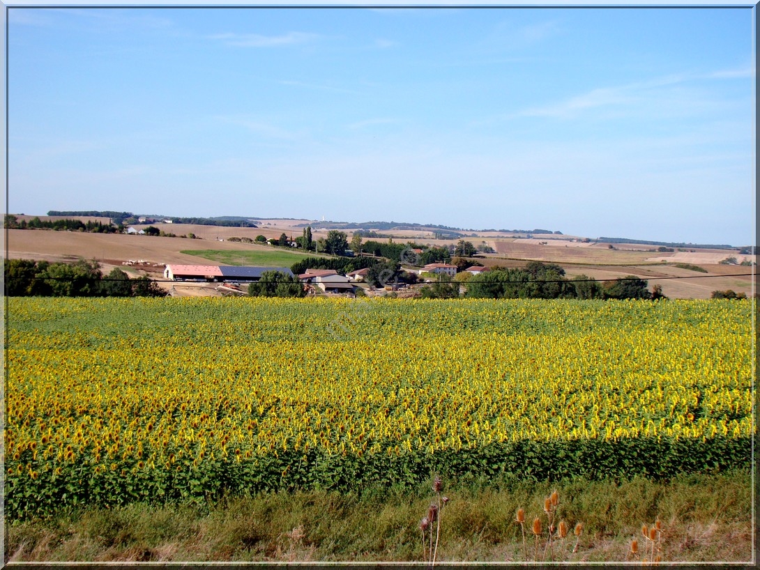 Tournesol