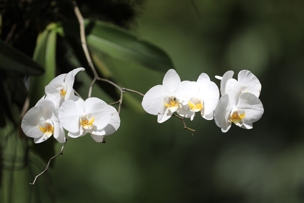 Flore de Guadeloupe et d'ailleurs au Jardin Botanique