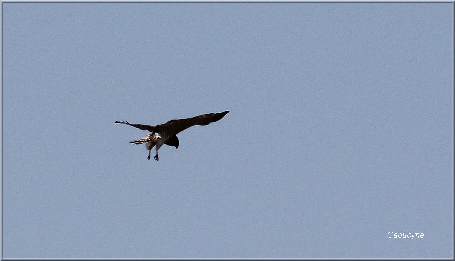 rencontre hautes pyrenees