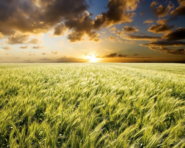 Wheat field Sunset desktop wallpaper
