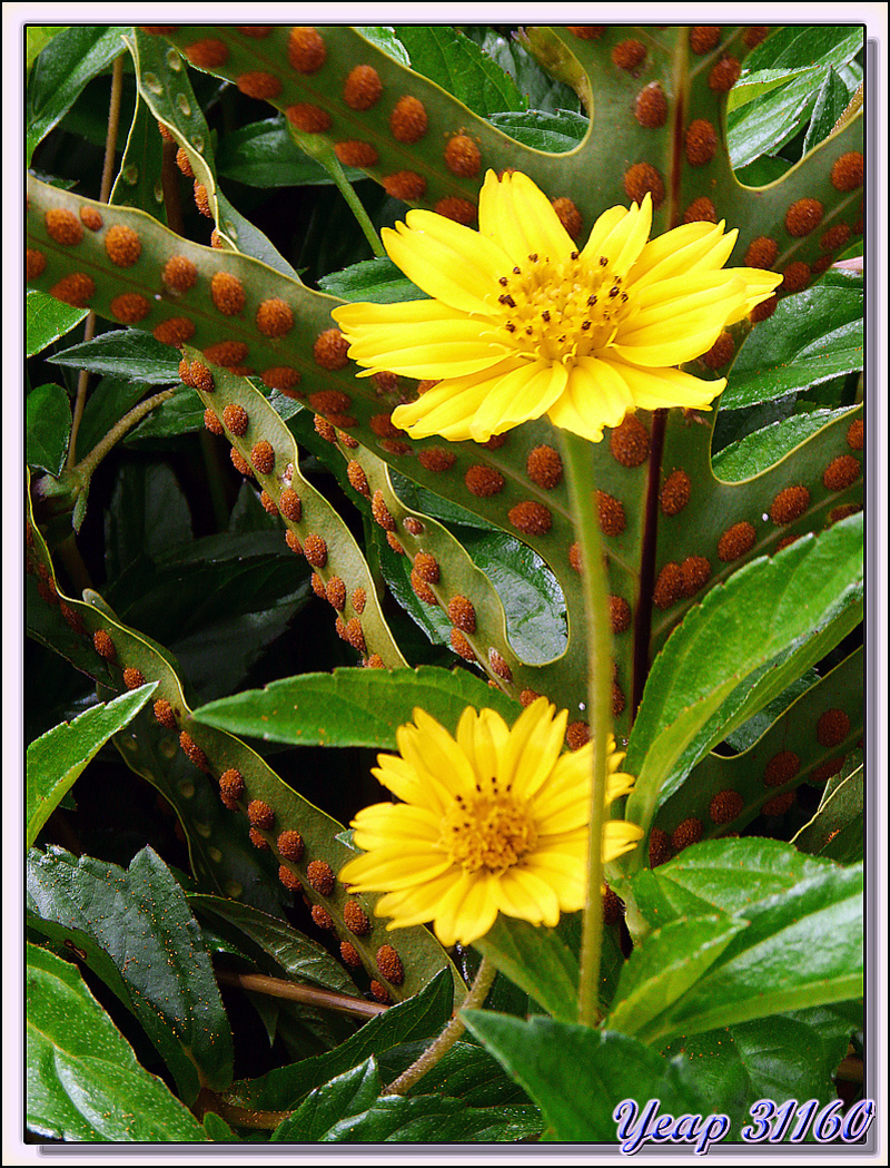 Fleur jaune inconnue - Tahaa - Polynésie française