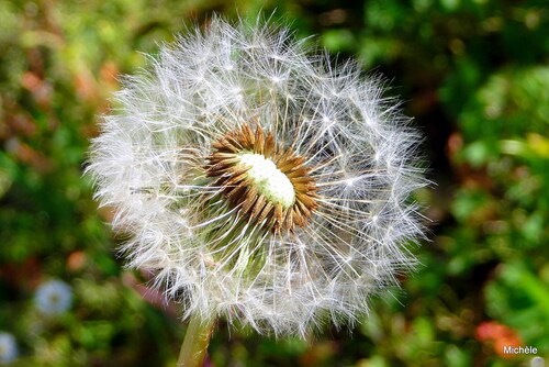 Des fleurs offertes !