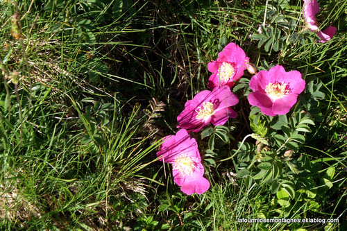 Balade de l'Ours