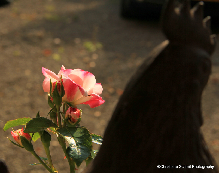 La rose et le coq