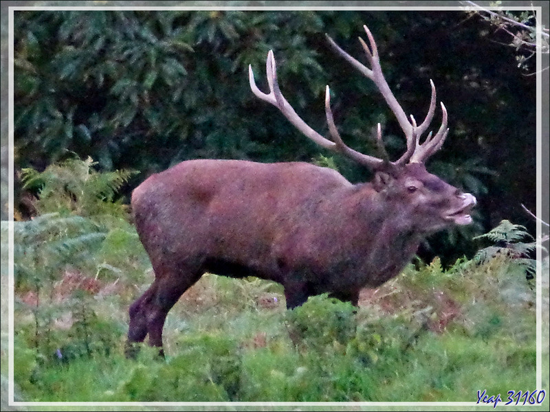 08/10/2021, 19 h 30 :  en fait c'est un cerf 13 cors (7 à gauche et 6 à droite) - Lartigau - Milhas - 31