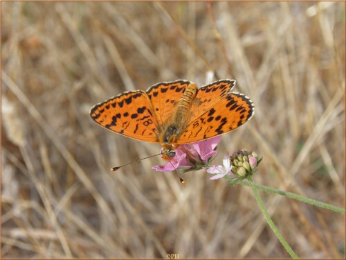 Papillons Mélitée orangée