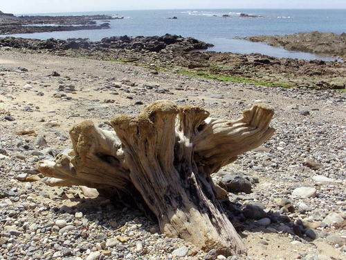 souche de bois au bord d'une plage