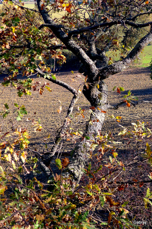 Vieille Toulouse : l'automne des arbres et des feuilles 