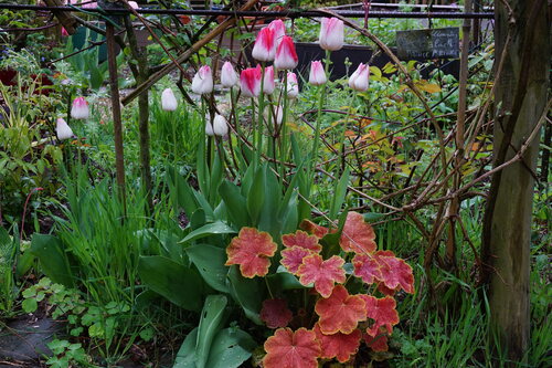 Jolies scènes sous la pluie