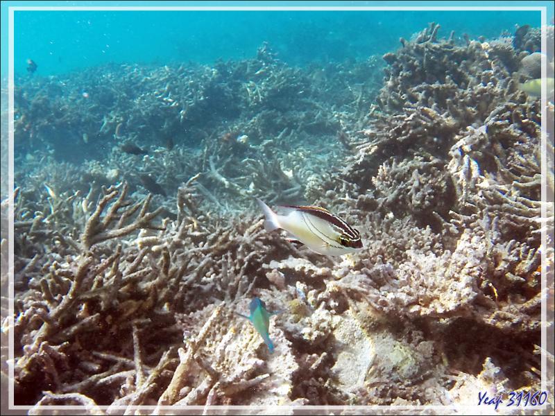  Happeur à deux lignes, Brème de mer à écharpe, Two-lined monocle bream (Scolopsis bilineata) et  Mérou gâteau de cire, Honeycomb grouper (Epinephelus merra) - Moofushi - Atoll d'Ari - Maldives