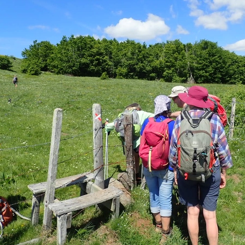 col de Bonnecombe les pâtures d'Aubrac