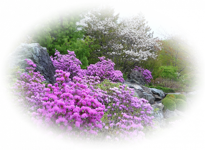Tubes Fleurs